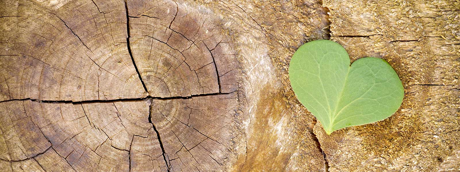 Herzkleeblatt auf Holz